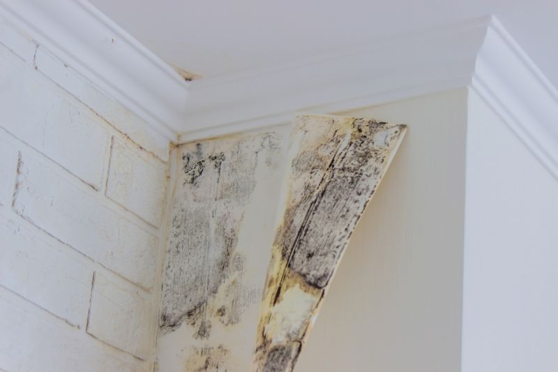 Attic Mold Remediation in Boca Raton, FL