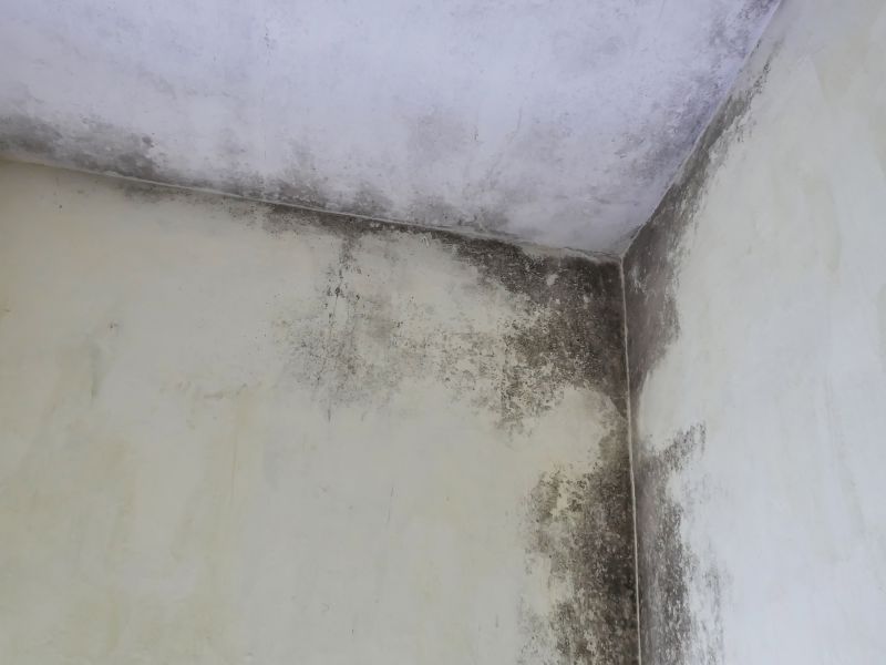 Attic Mold Removal in West Palm Beach, FL