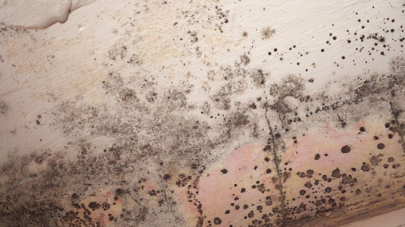 Attic Mold Removal in Broward County, FL