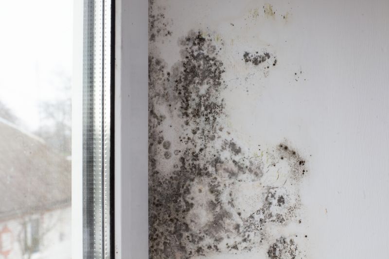 Attic Mold Removal in Dallas, TX
