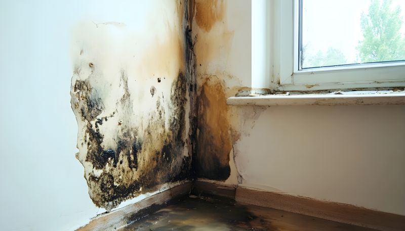 Black Mold Remediation in Frisco, TX