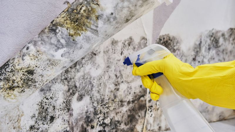 Mold Abatement in Plano, TX