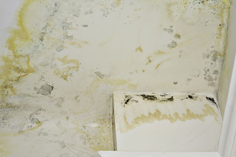 Mold Abatement Service in Fort Lauderdale, FL