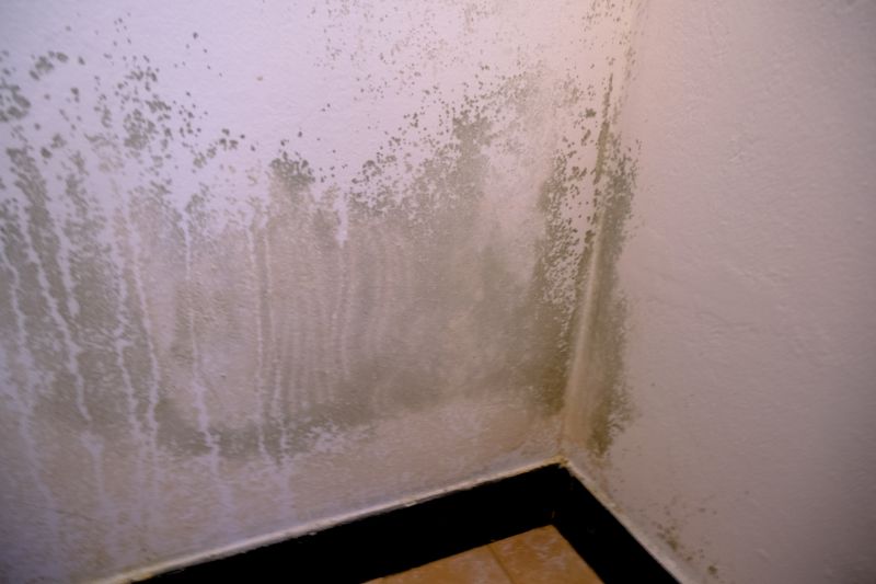 Mold Abatement Service in Broward County, FL