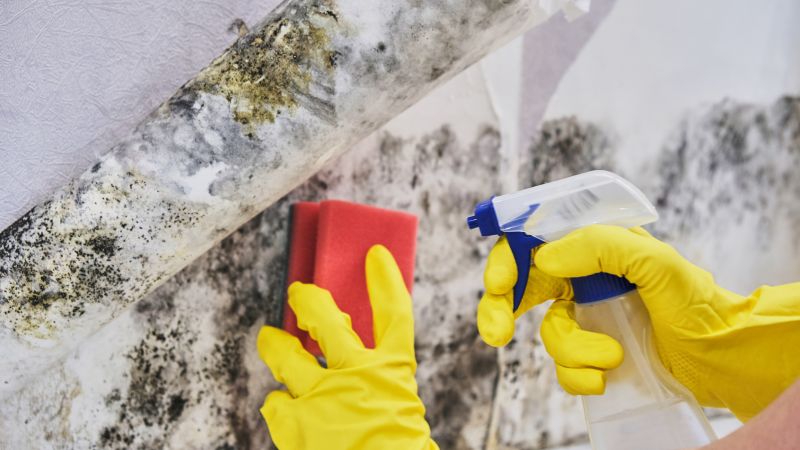 Mold Remediation Service in Jupiter, FL