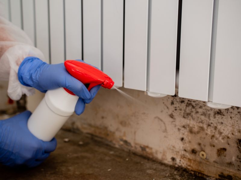 Mold Removal in Broward County, FL