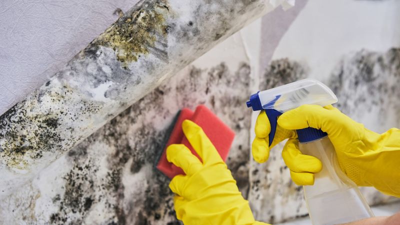 Mold Abatement Service in Bergen County, NJ